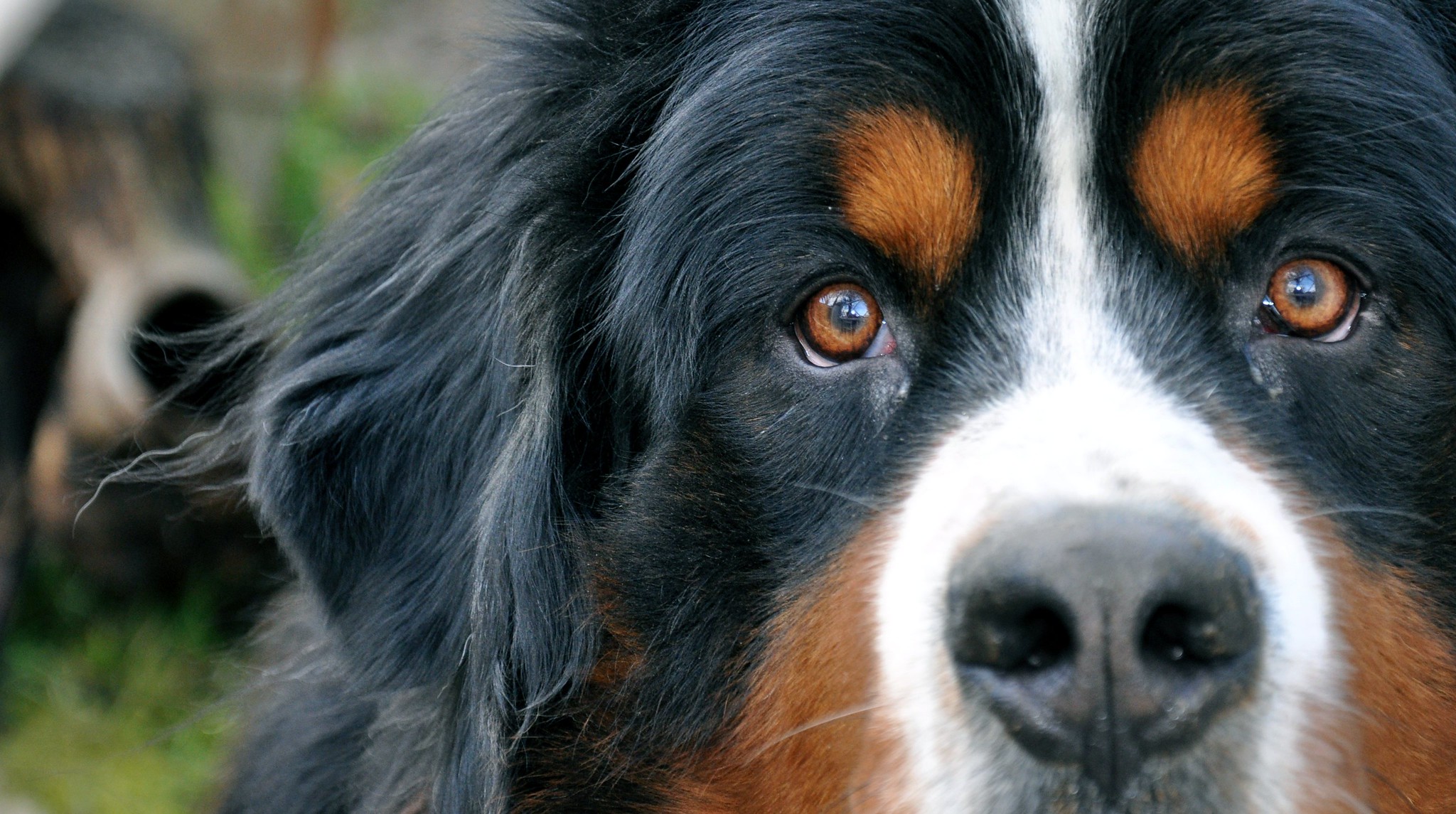 Ne pas regarder un chien dans les yeux
